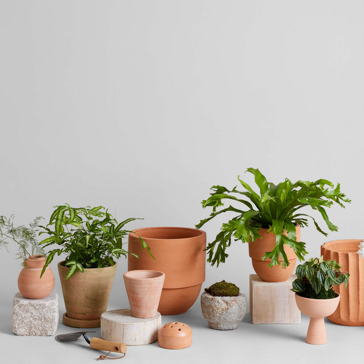 Big Cuff Planter - Bloomist