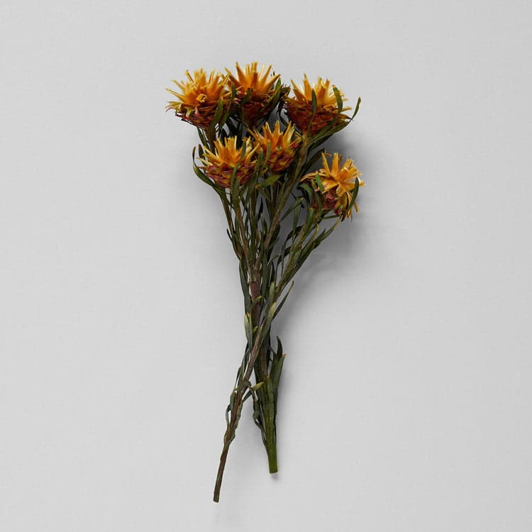 Dried Gold Plumosum - Bloomist