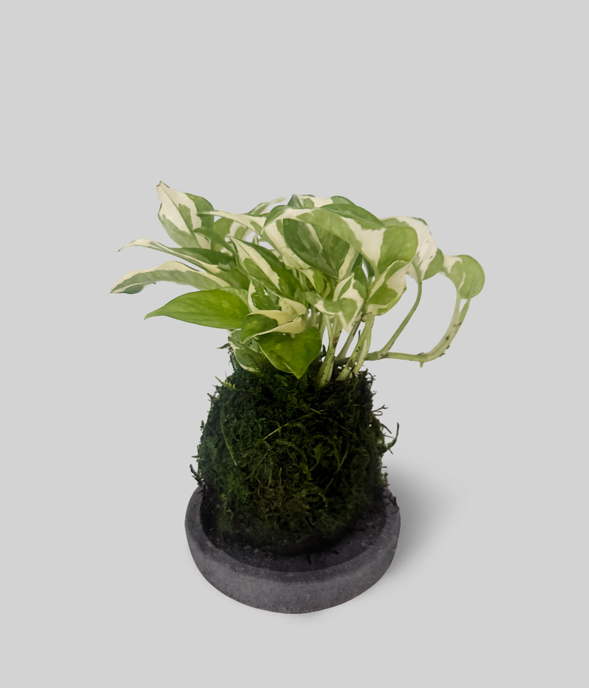 pothos jade and pearl Pearls & Jade Pothos Kokedama