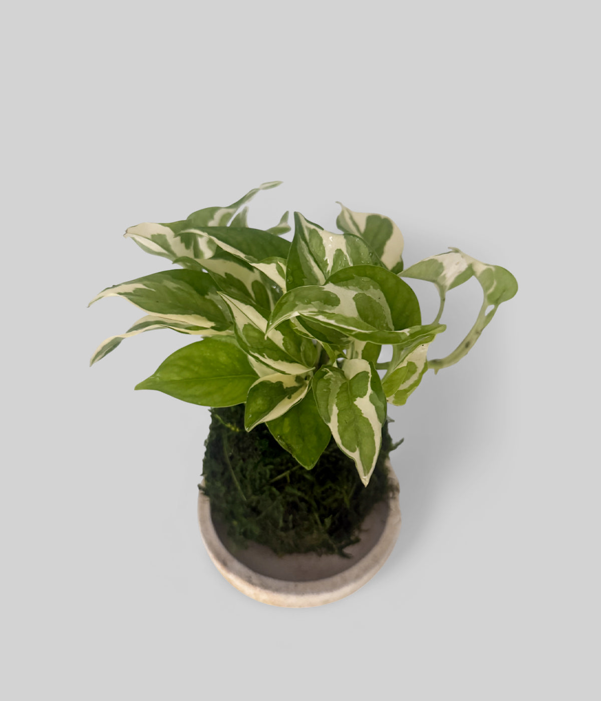 Bloomist Pothos Kokedama