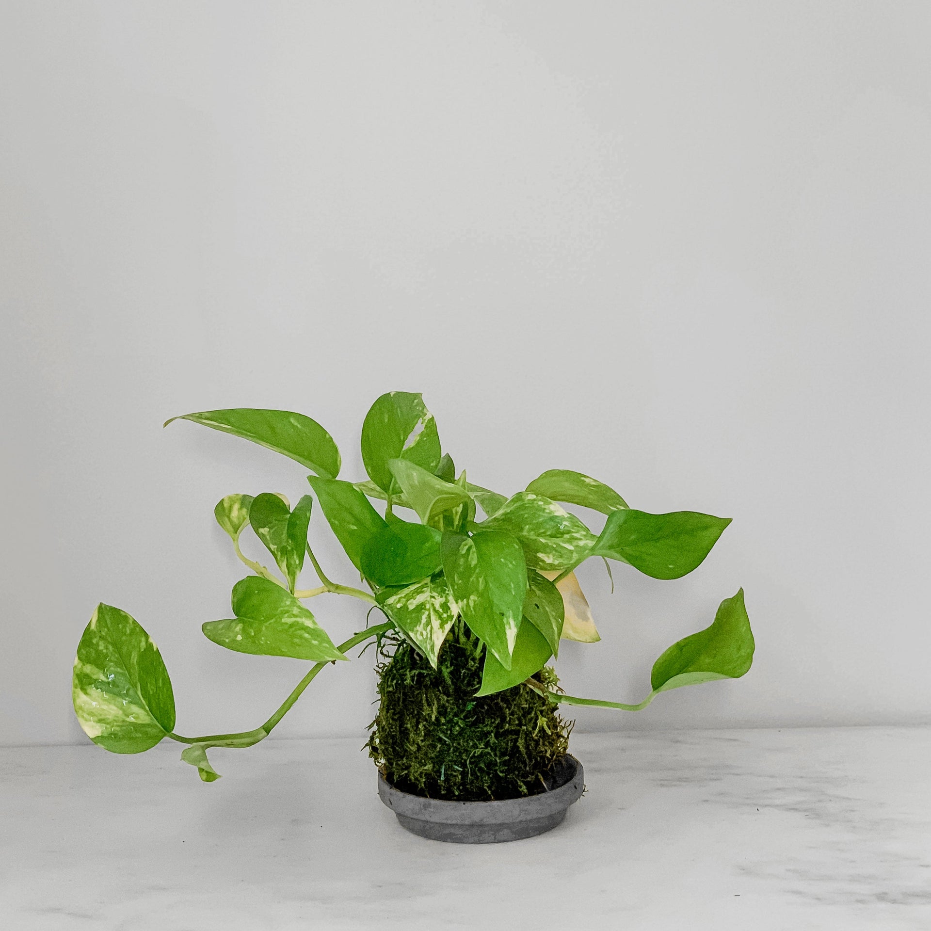 golden pothos potting Pothos Golden