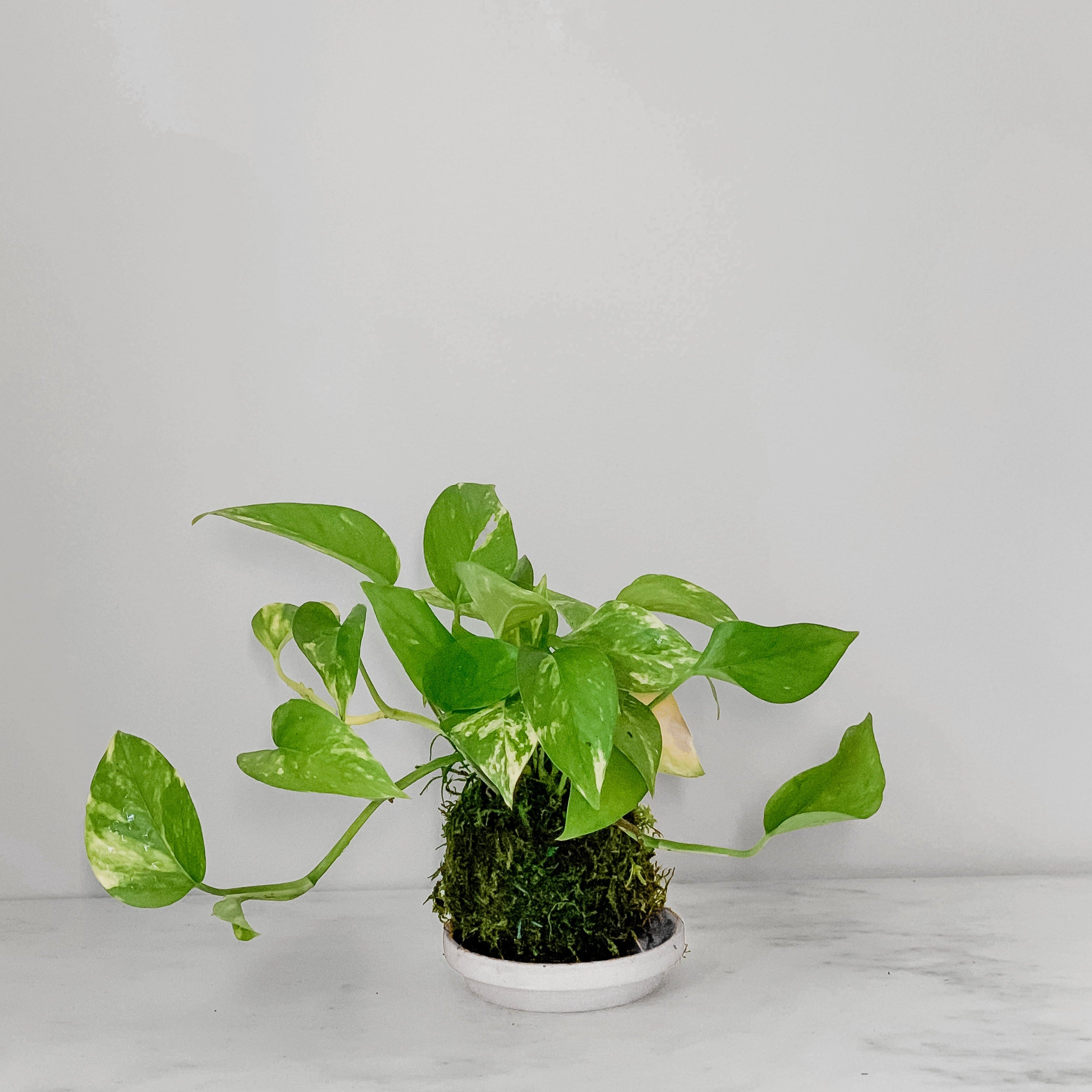 Pothos Golden Kokedama - Thumbnail 2