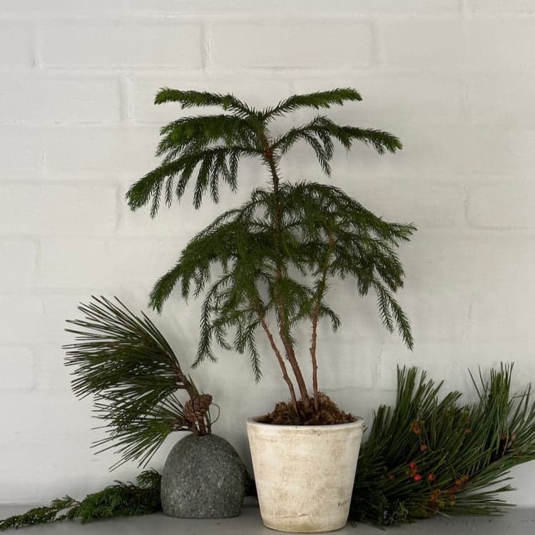 Norfolk Pine, Potted