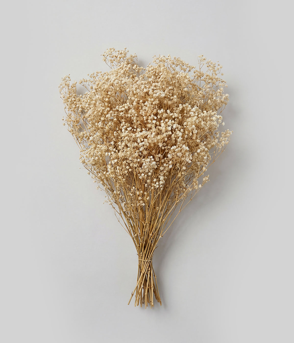 Preserved baby's breath bundle tied at stems on gray background
