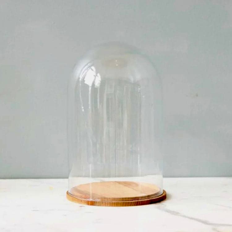 Recycled Plain Glass Cloche + Wood Base Set - Bloomist
