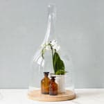 Recycled Tear-Drop Glass Cloche + Wood Base Set - Bloomist