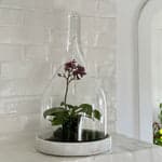 Recycled Tear-Drop Glass Cloche + Wood Base Set