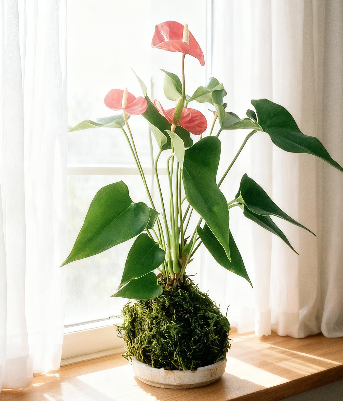 anthurium ascomycota Red Anthurium Kokedama