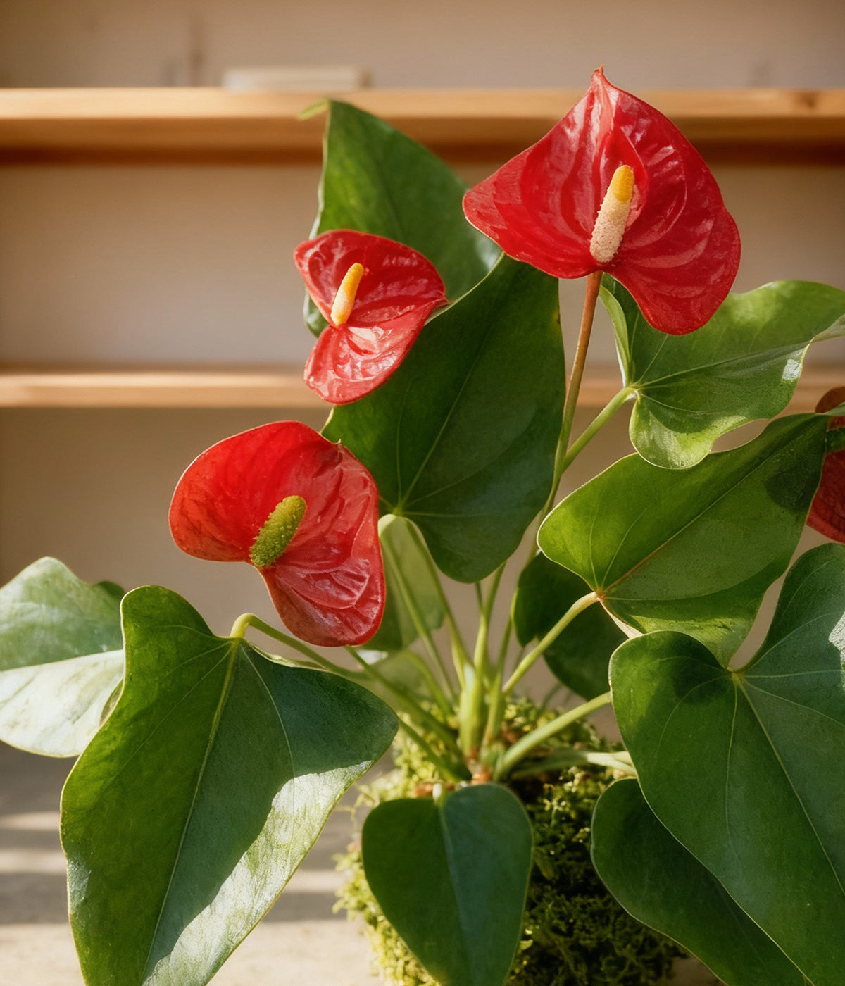 Bloomist Anthurium Kokedama - Thumbnail 3
