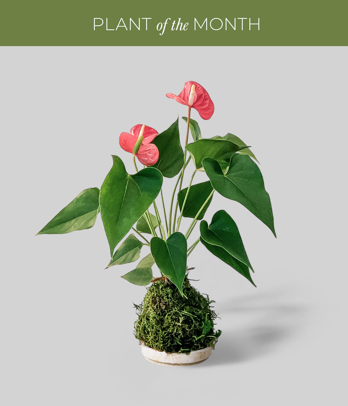 Red Anthurium Kokedama - Thumbnail 4