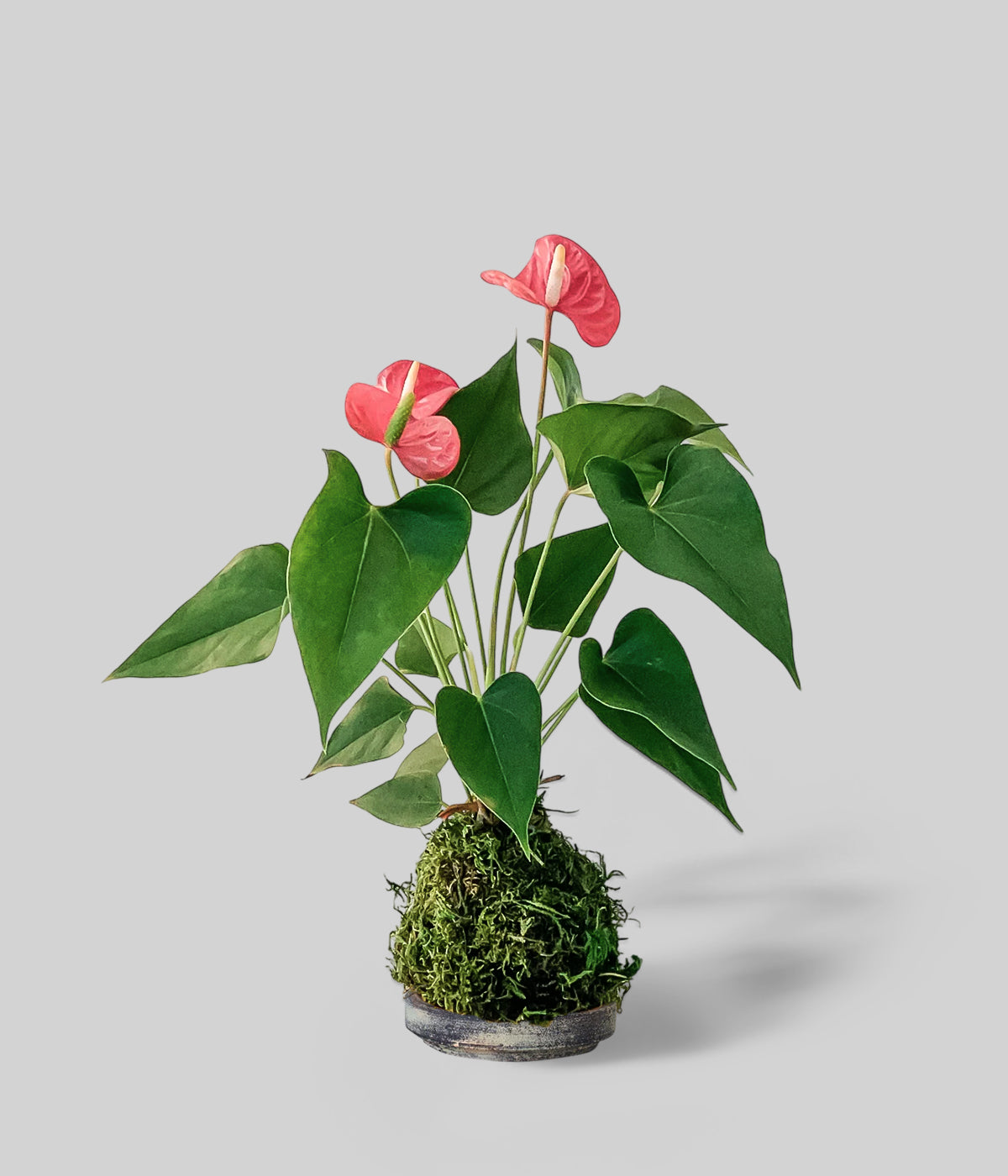 anthurium kopen Red Anthurium Kokedama