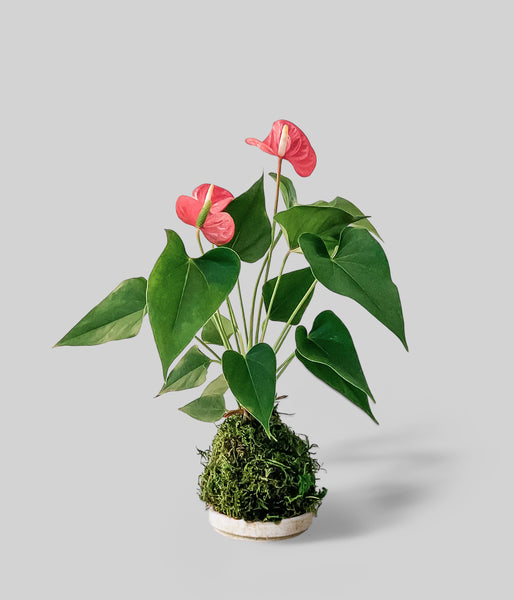 anthurium adelaide Red Anthurium Kokedama