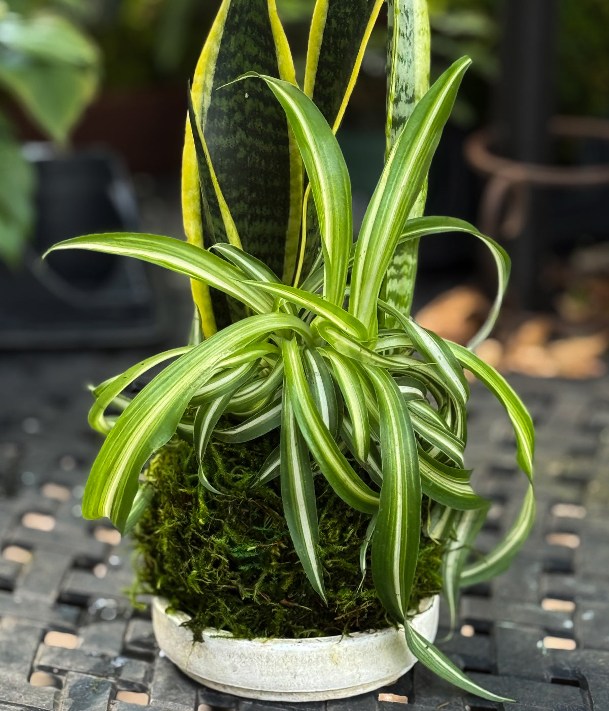 Kokedama Plant featuring upright sansevieria and cascading spider plant leaves