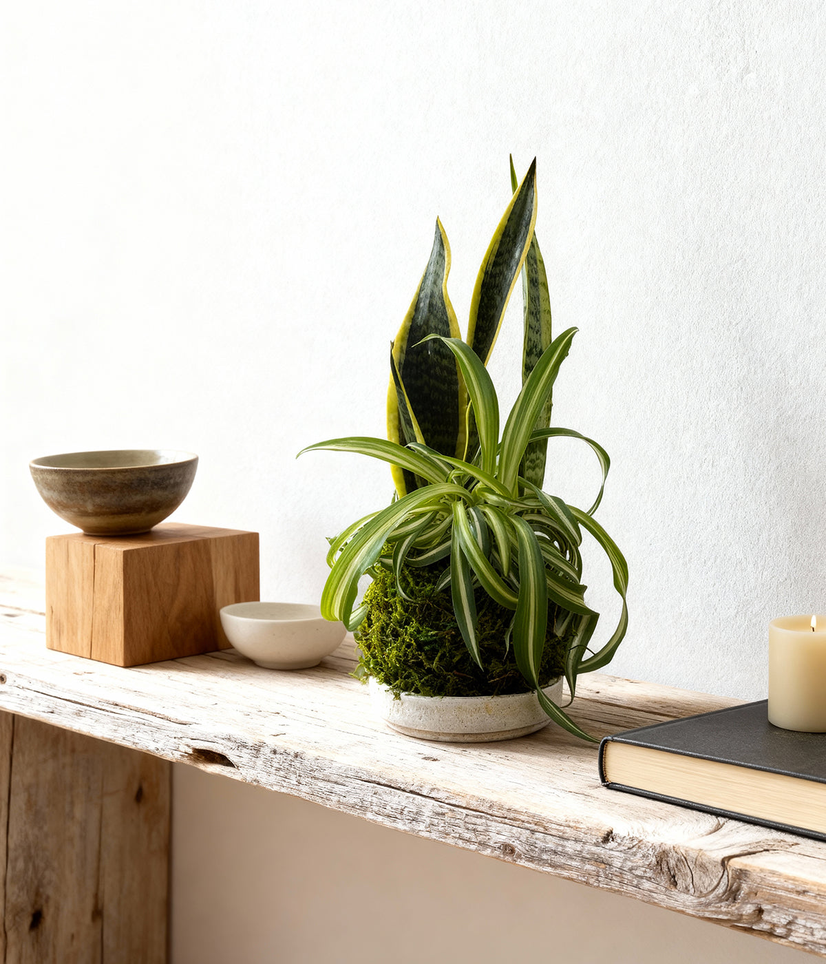 Kokedama Moss Ball Planter with natural moss and twine made for indoor spaces