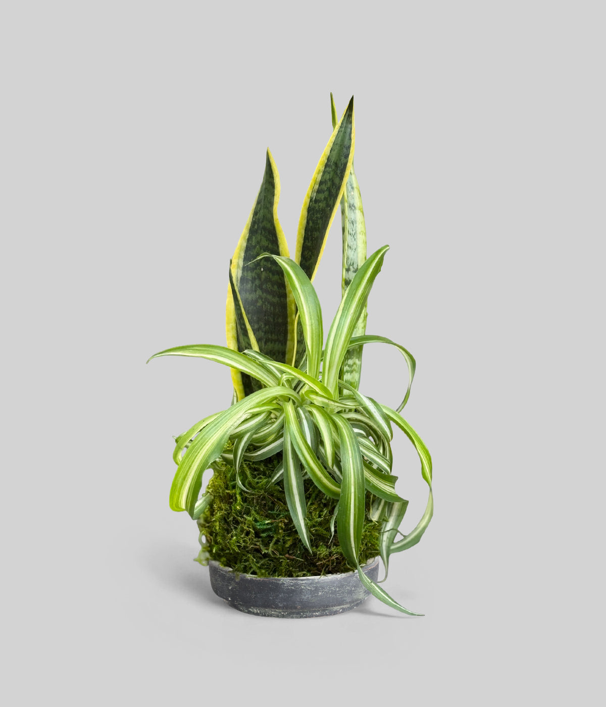 Snake Plant and Spider Plant Kokedama with natural moss and vibrant green foliage