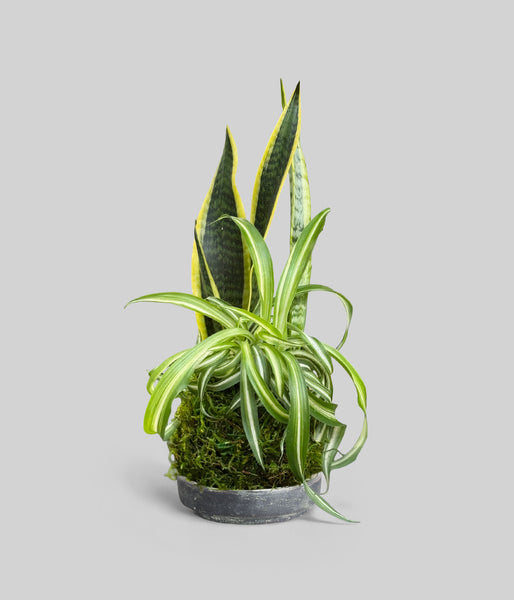 oldest spider plant Japanese Moss Balls