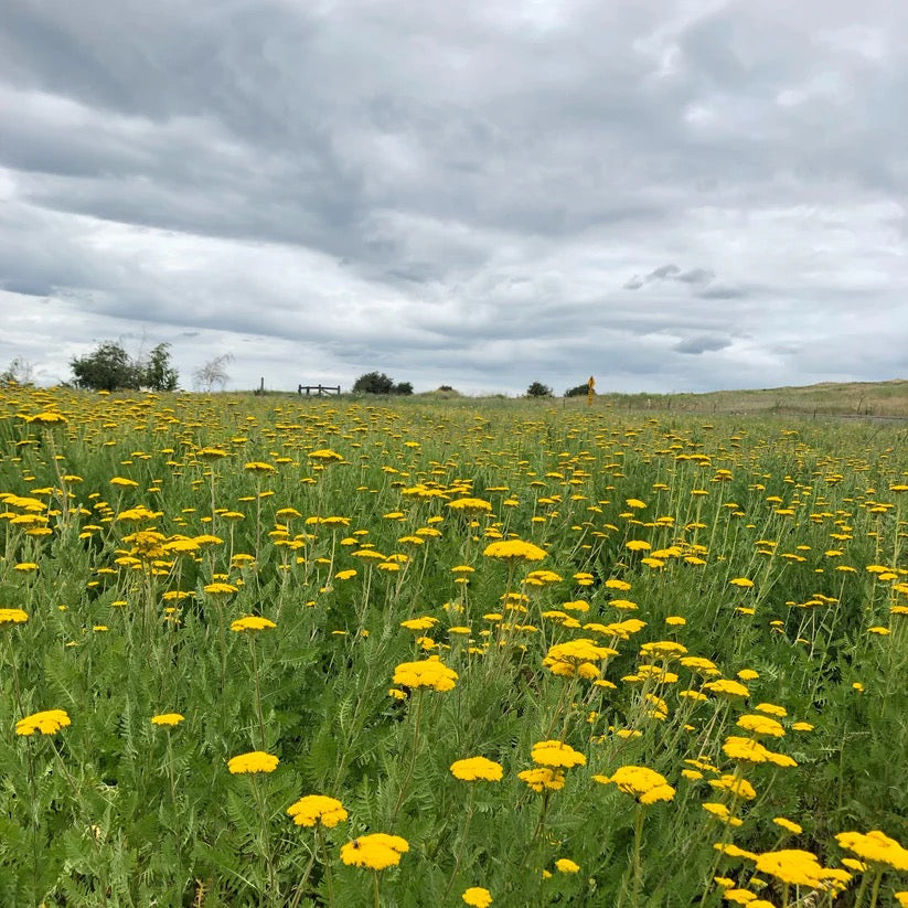 Yellow yarrow field on USA farm for dried flower harvest