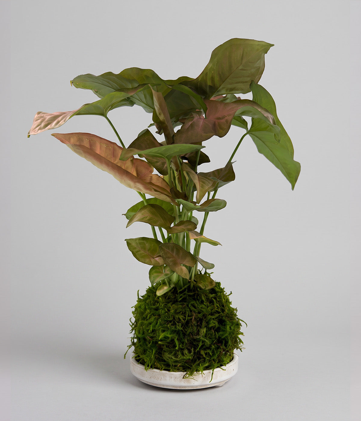 Strawberry cream plant with vivid pink and cream foliage