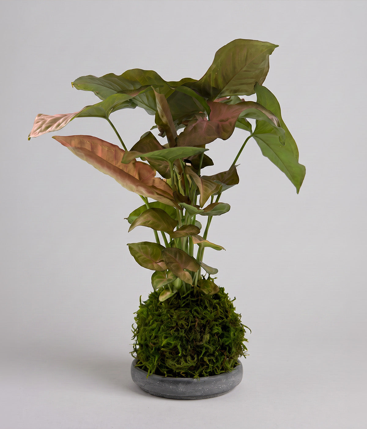 Strawberry cream arrowhead kokedama for indoor botanical decor