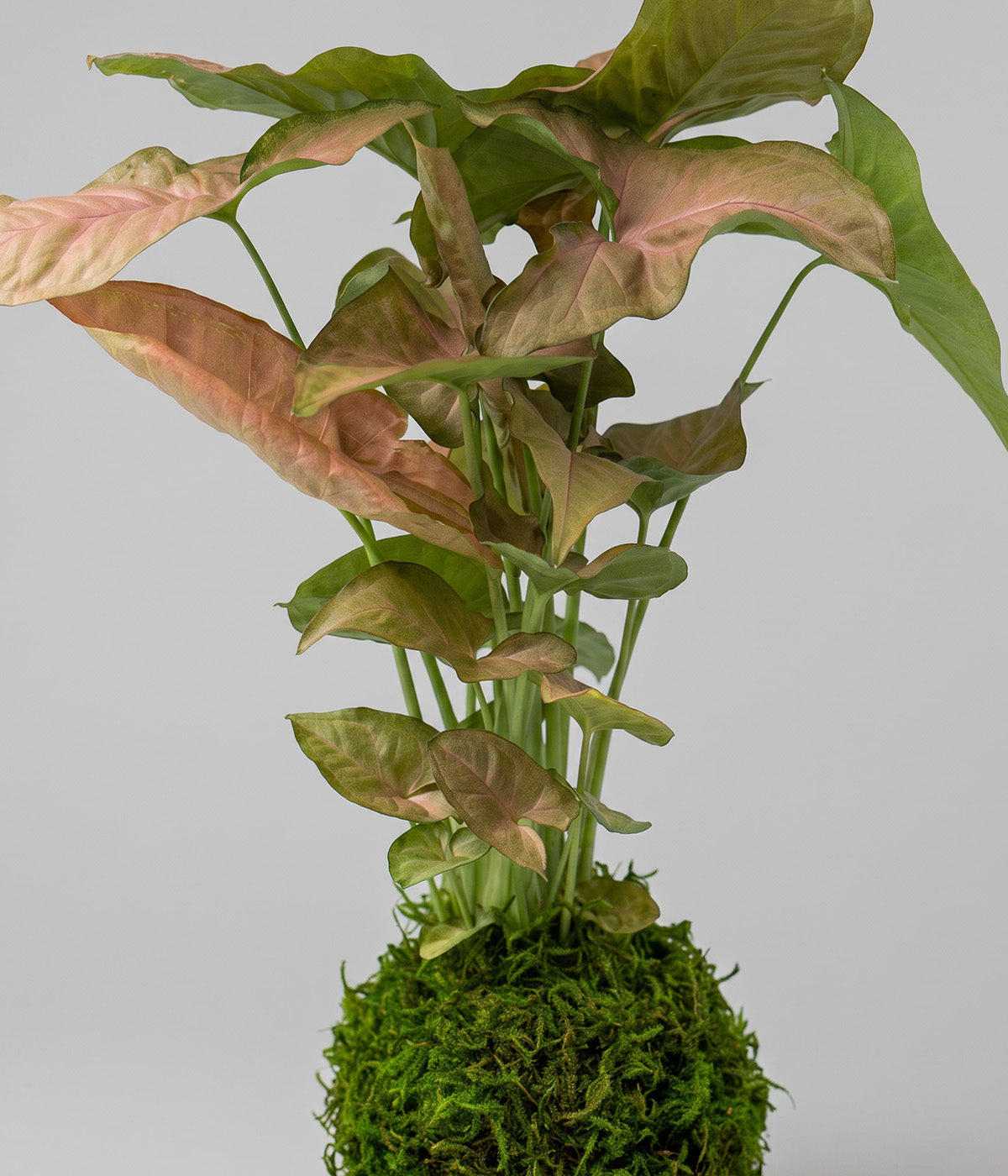 Syngonium podophyllum kokedama with pink variegated leaves