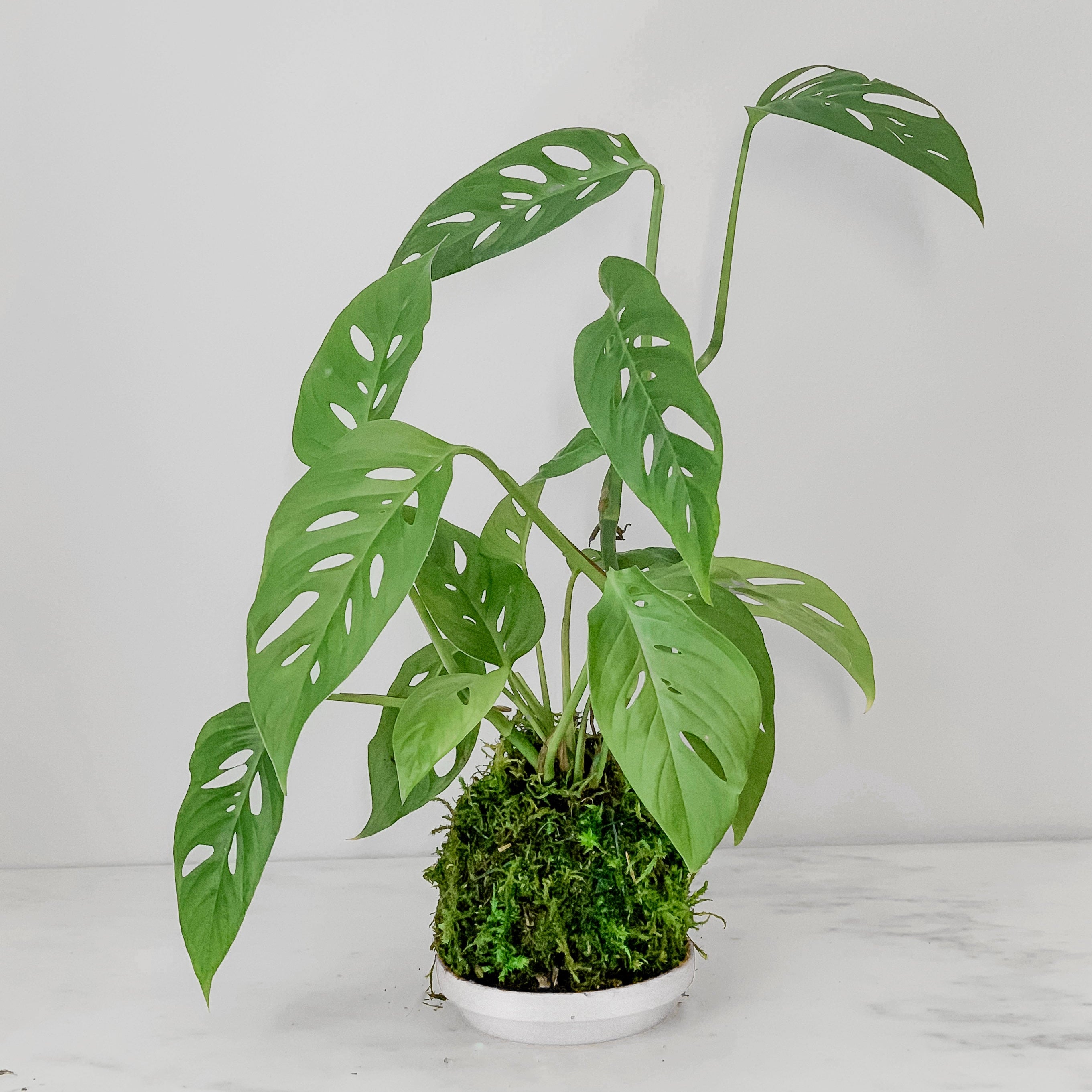Monstera Swiss Cheese Kokedama - Thumbnail 2