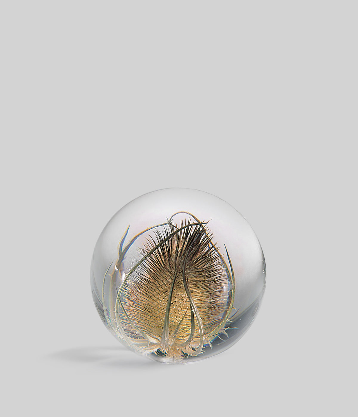 Botanical glass paperweight featuring a preserved golden thistle encased inside, displayed against a light grey background