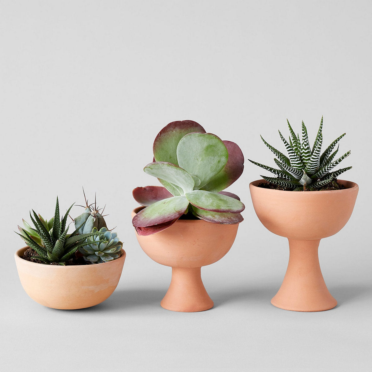 Goblet Terra Cotta Planter - Bloomist