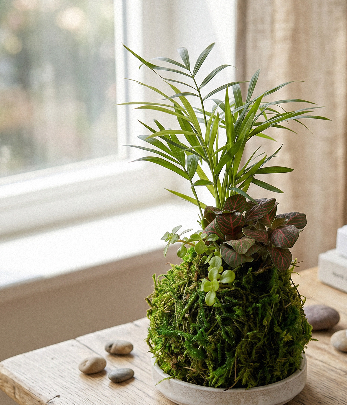 Mini Tre Combo Kokedama