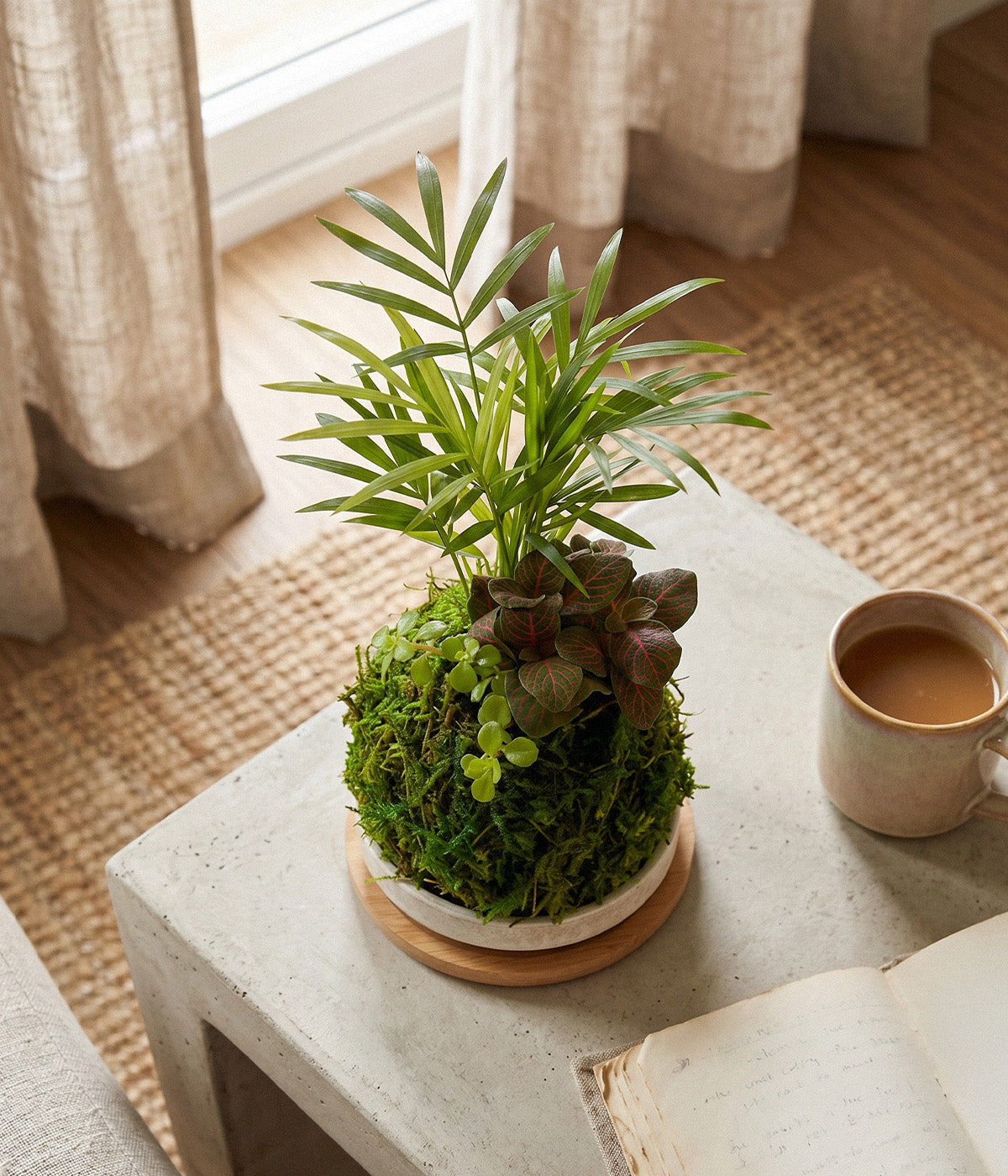 Mini Tre Combo Kokedama