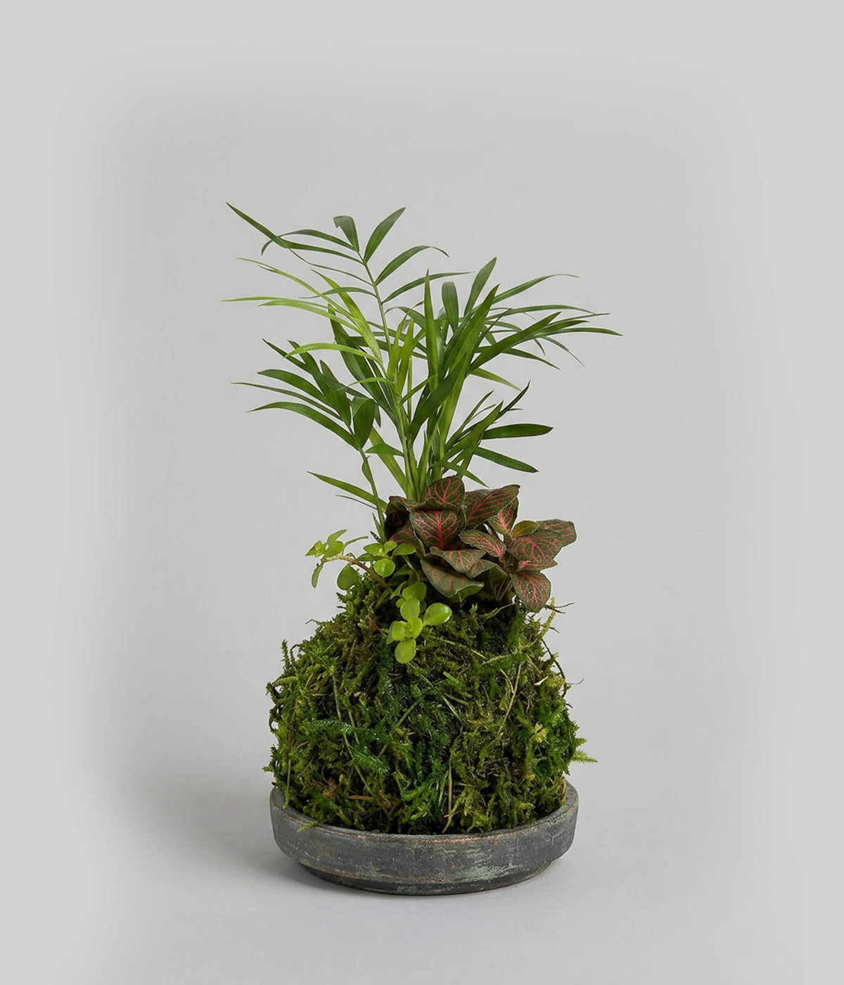 Mini Tre Combo Kokedama
