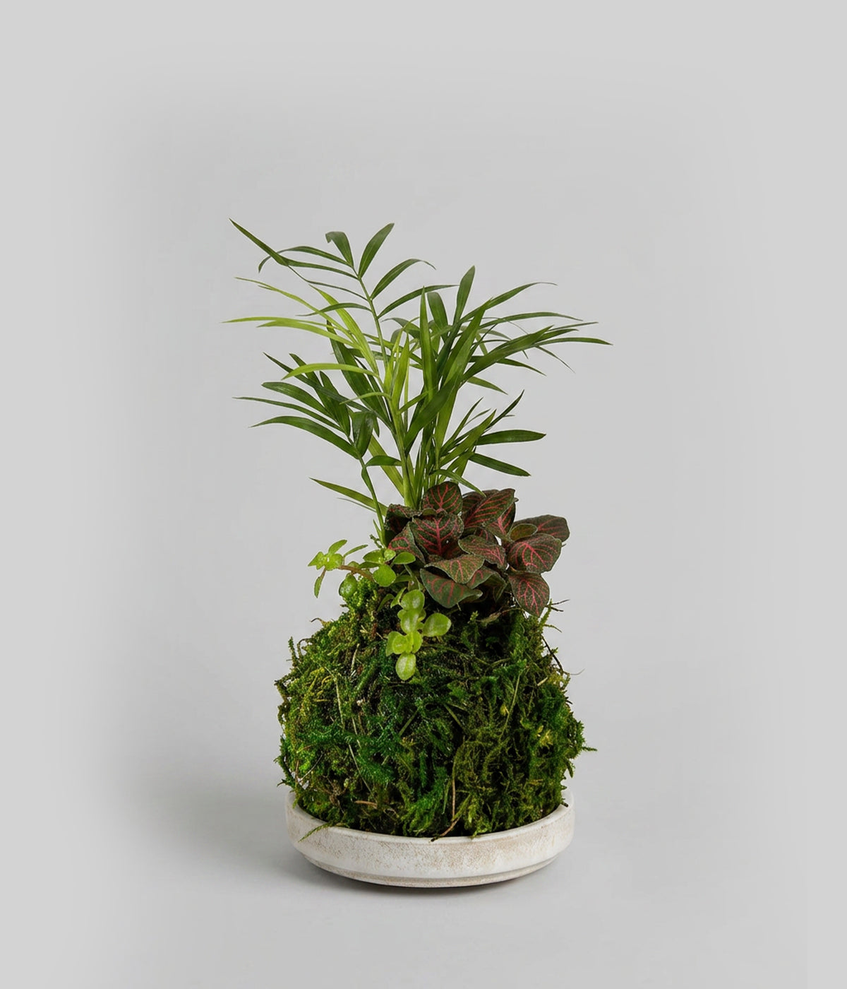 Mini Tre Combo Kokedama - Thumbnail 3