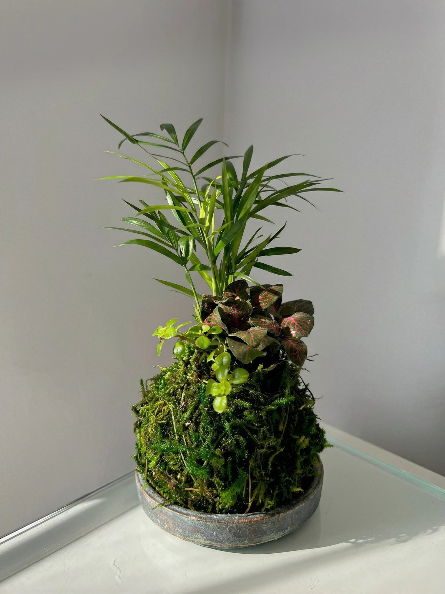 Mini Tre Combo Kokedama
