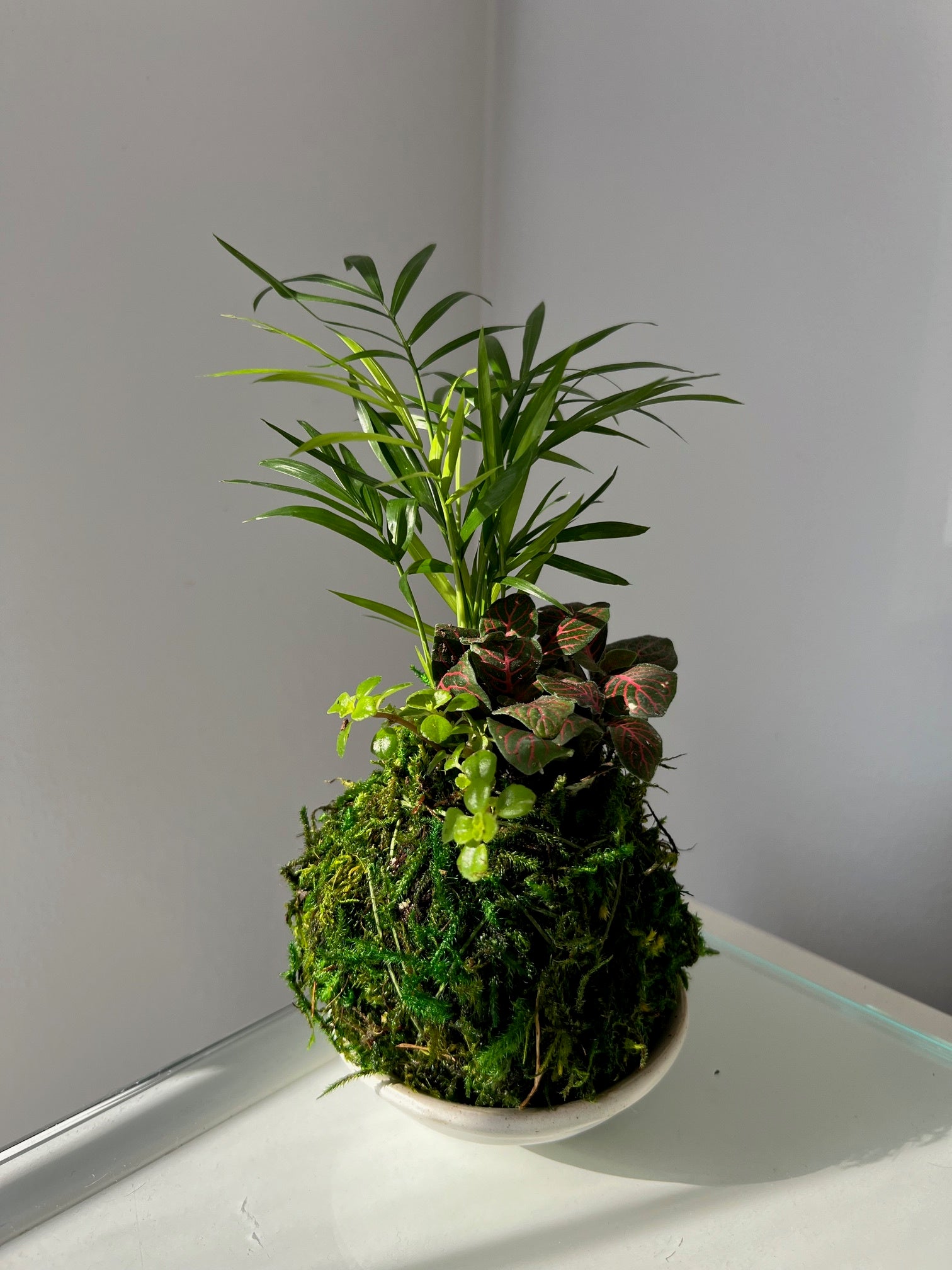 mini indoor tree plants Tree Mini Combo