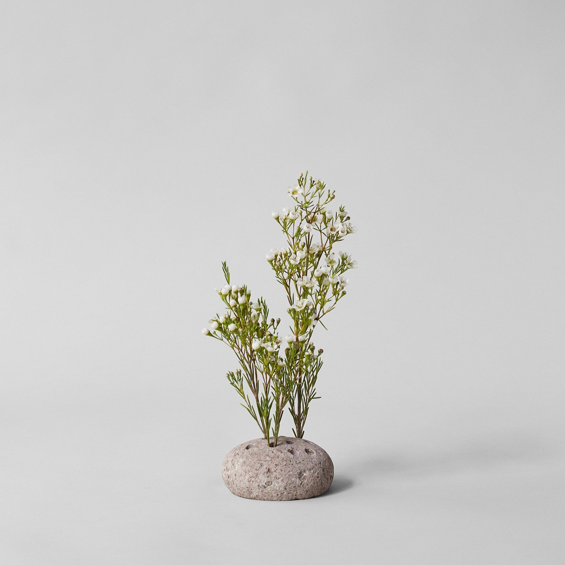 Frogs for Flowers