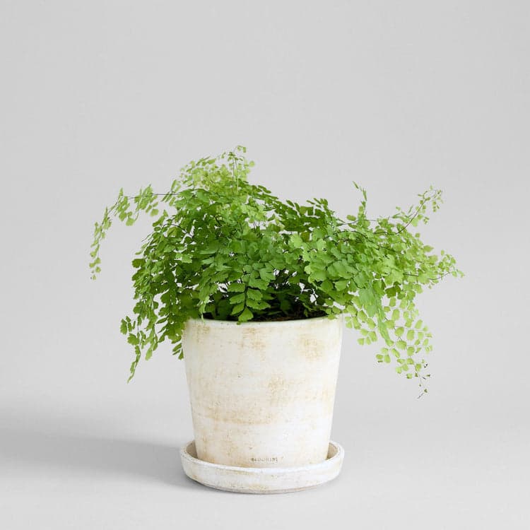 Basic Planter, White Patina - Bloomist