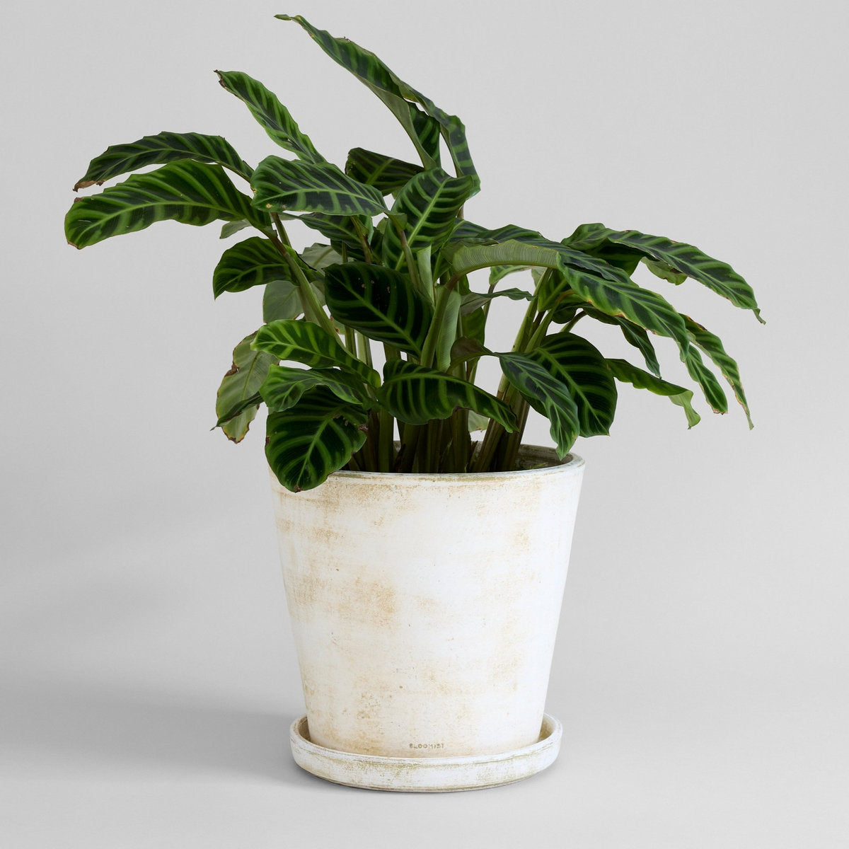 Bloomist Planter Tray - Thumbnail 5