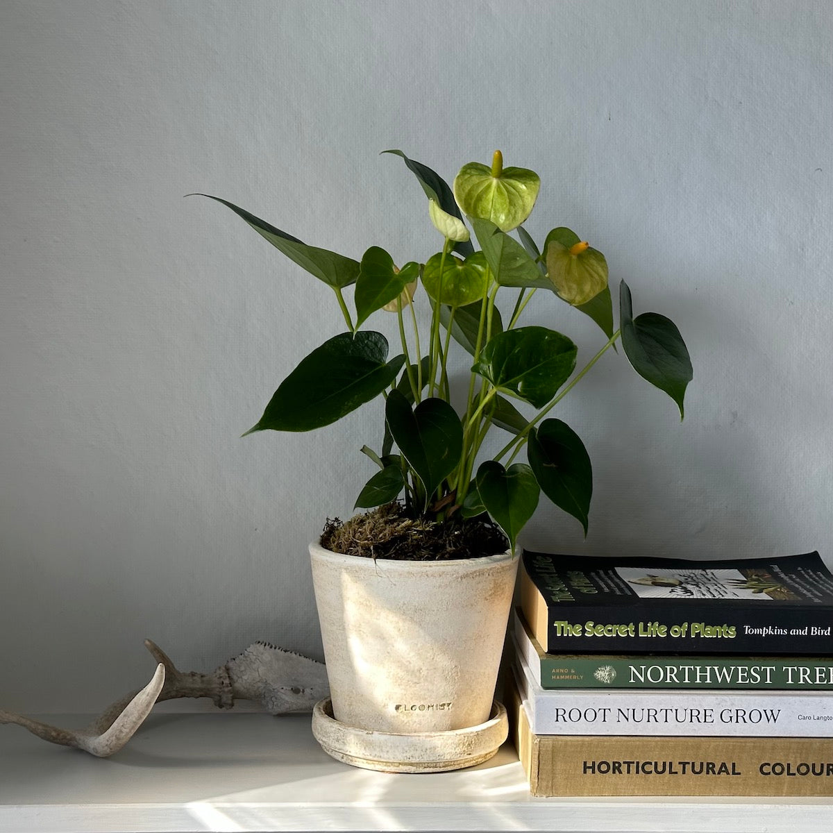 White Anthurium, Potted - Bloomist