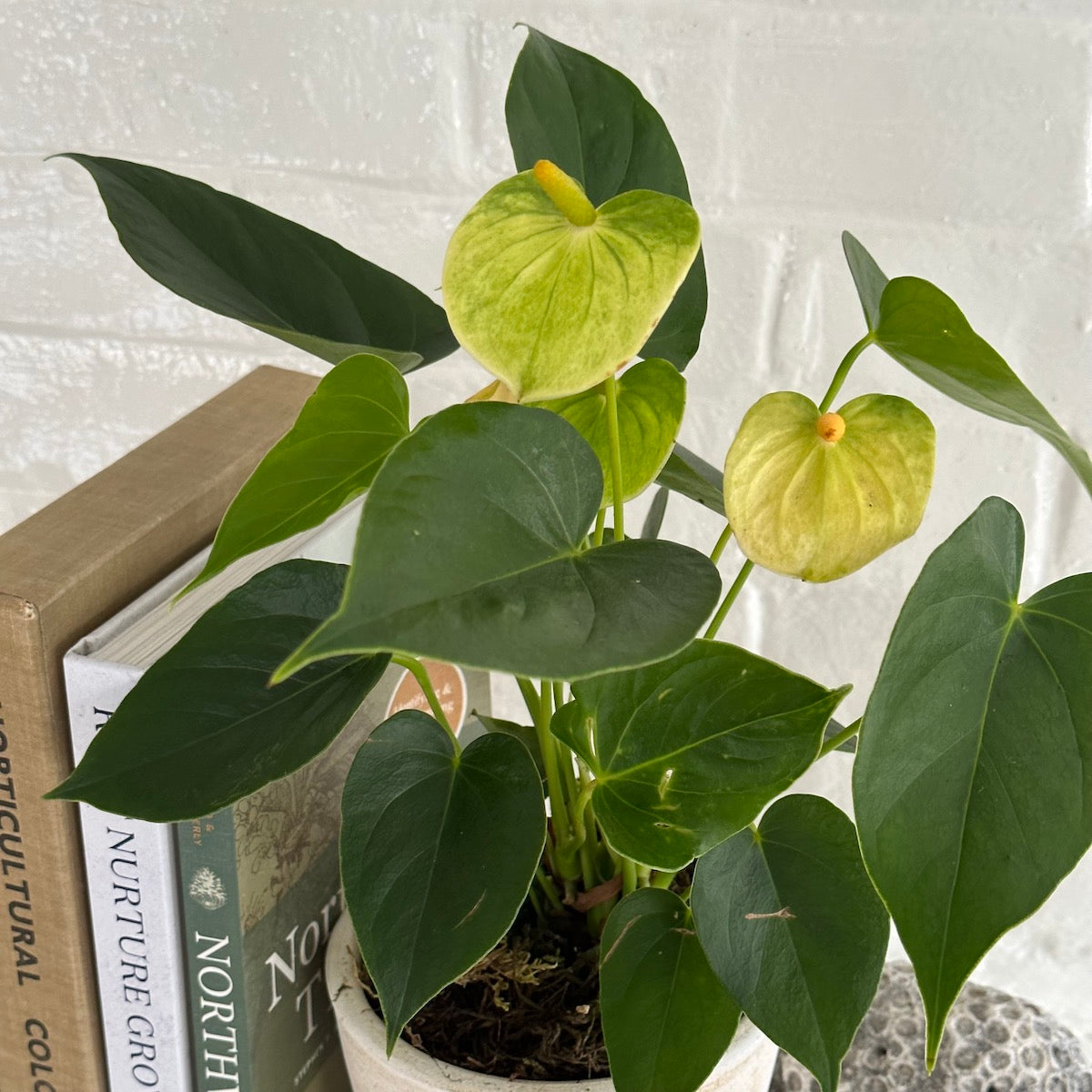 anthurium blanco White Anthurium, Potted