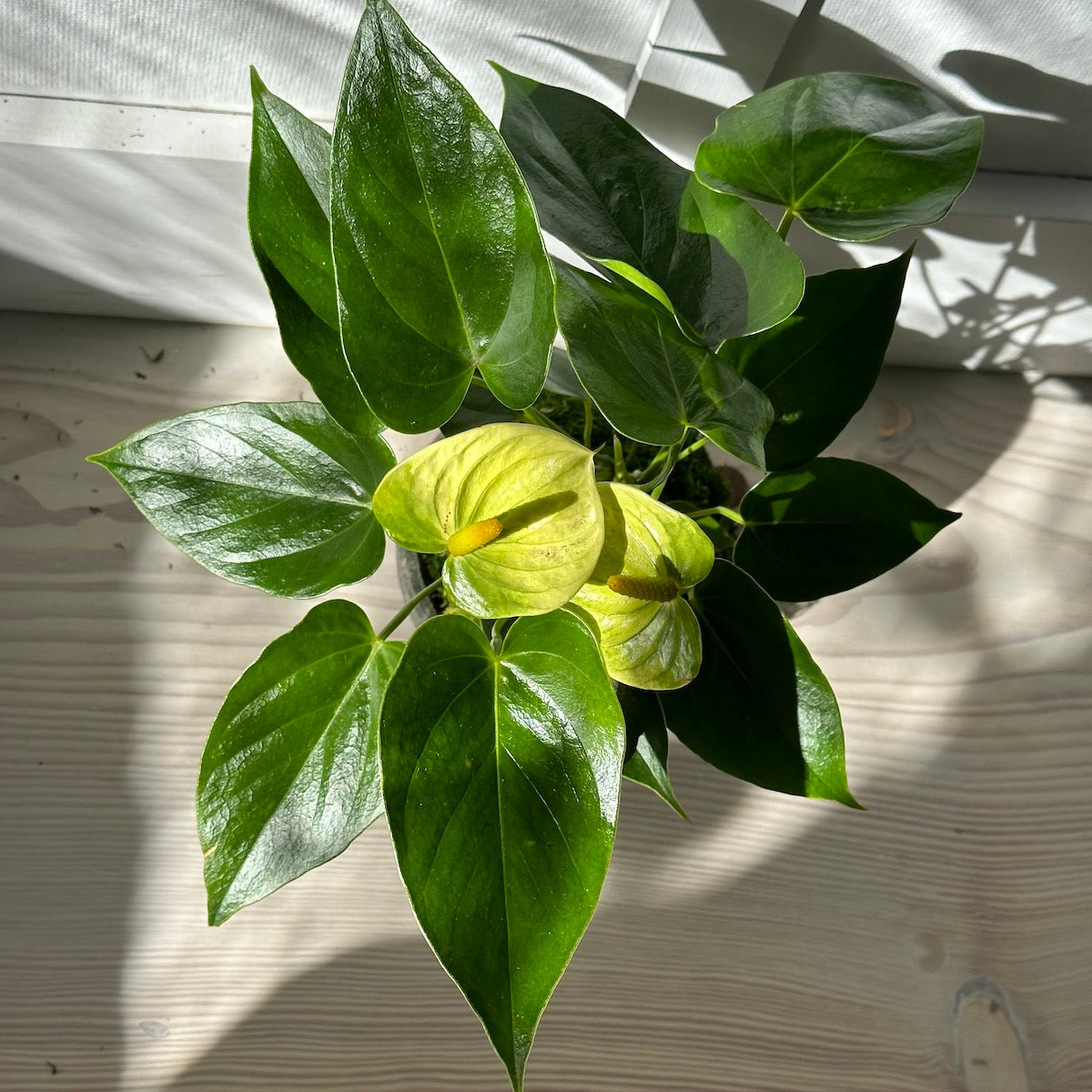 Potted White Anthurium | Bloomist