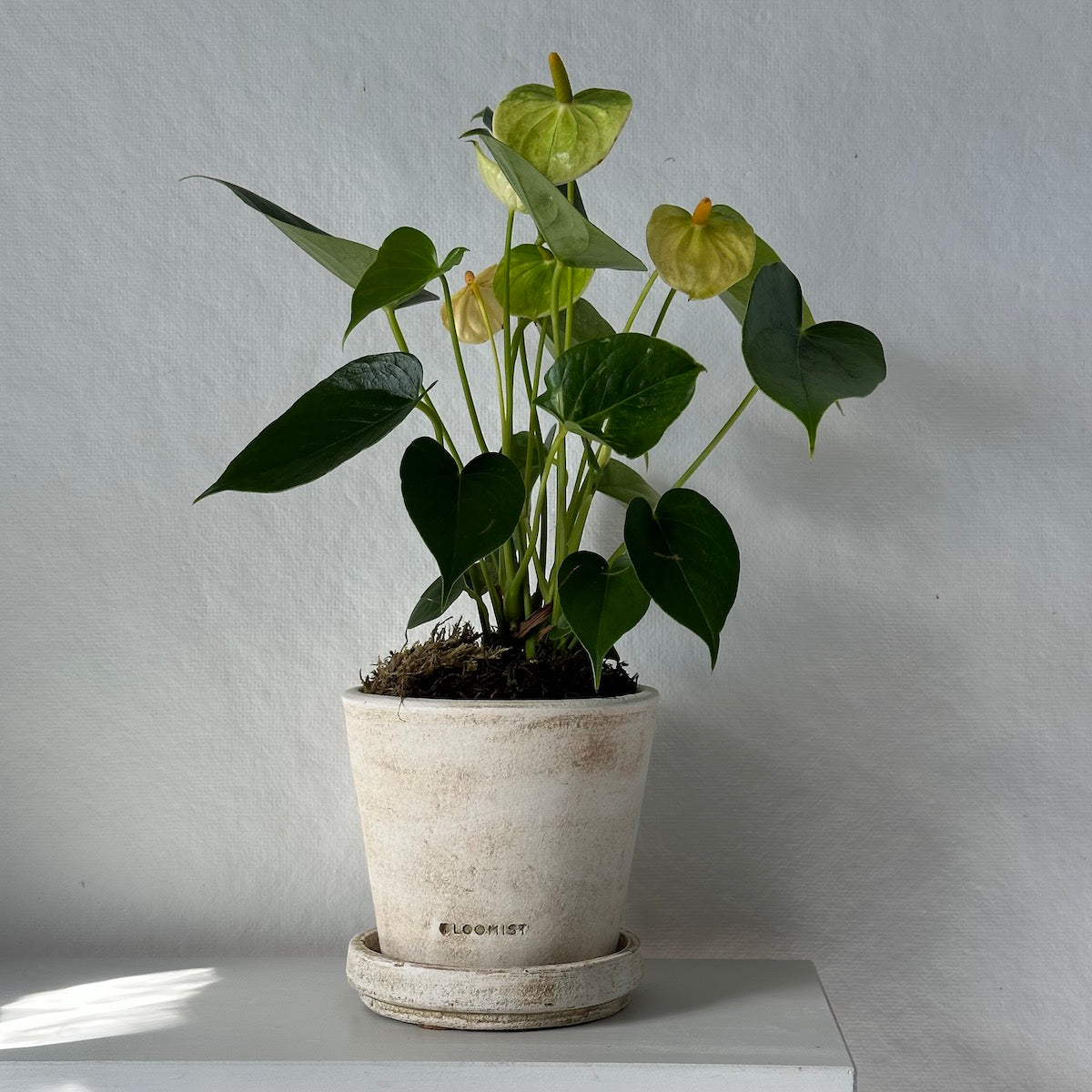 White Anthurium, Potted - Bloomist