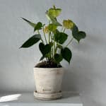 White Anthurium, Potted