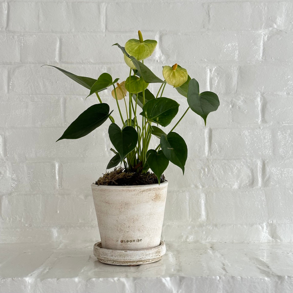 anthurium white heart Potted White Anthurium