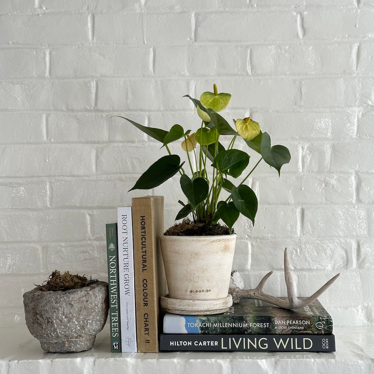 anthurium chart Potted White Anthurium