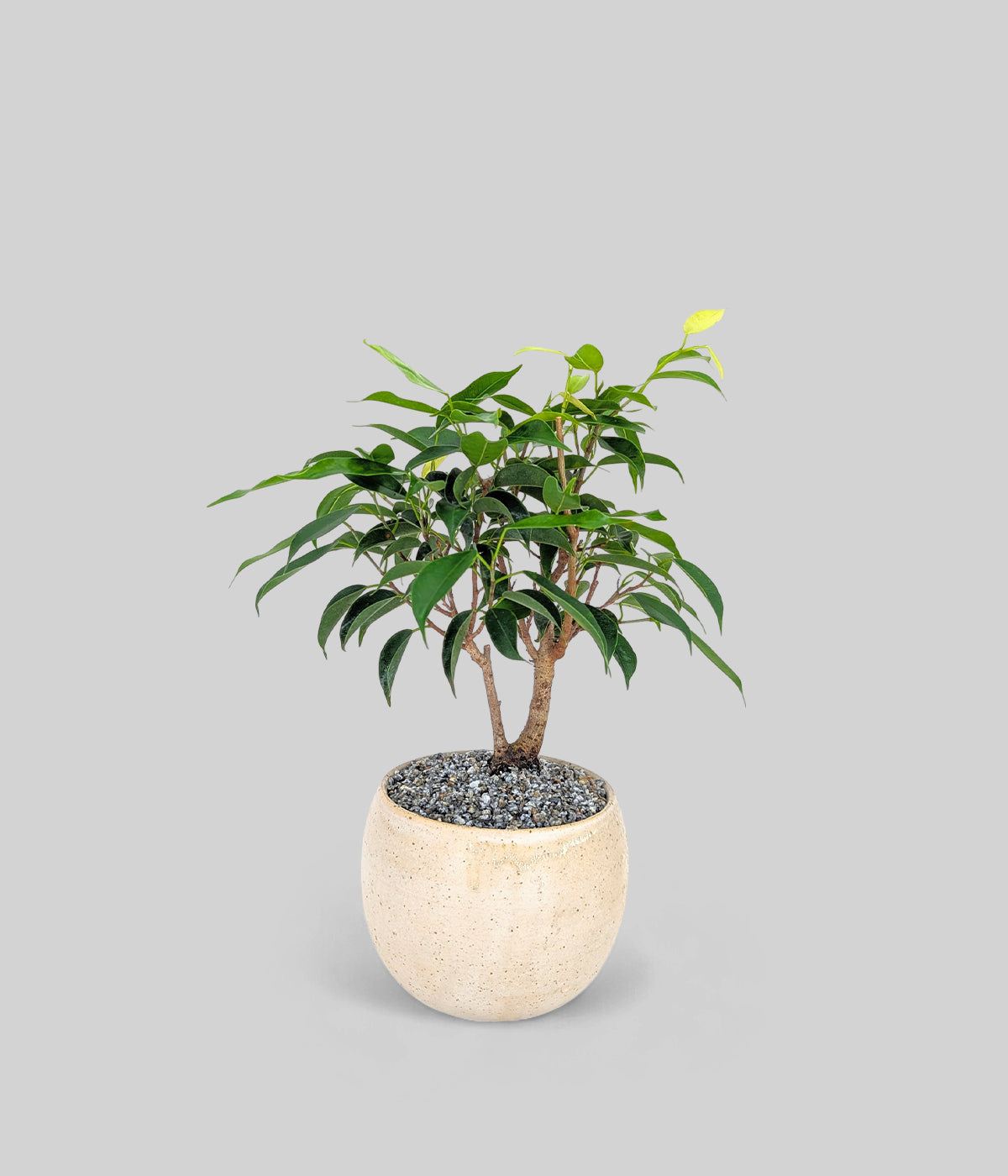 weeping fig bonsai plant with glossy leaves in a speckled white pot for home or office interiors