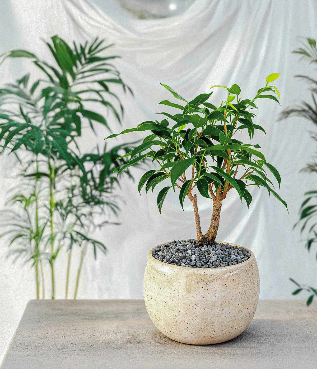 fig tree bonsai for sale Weeping Fig Bonsai Tree
