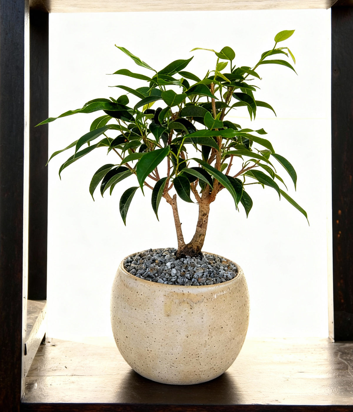 fiddle leaf fig bonsai Weeping Fig Bonsai Tree | Ficus Benjamina