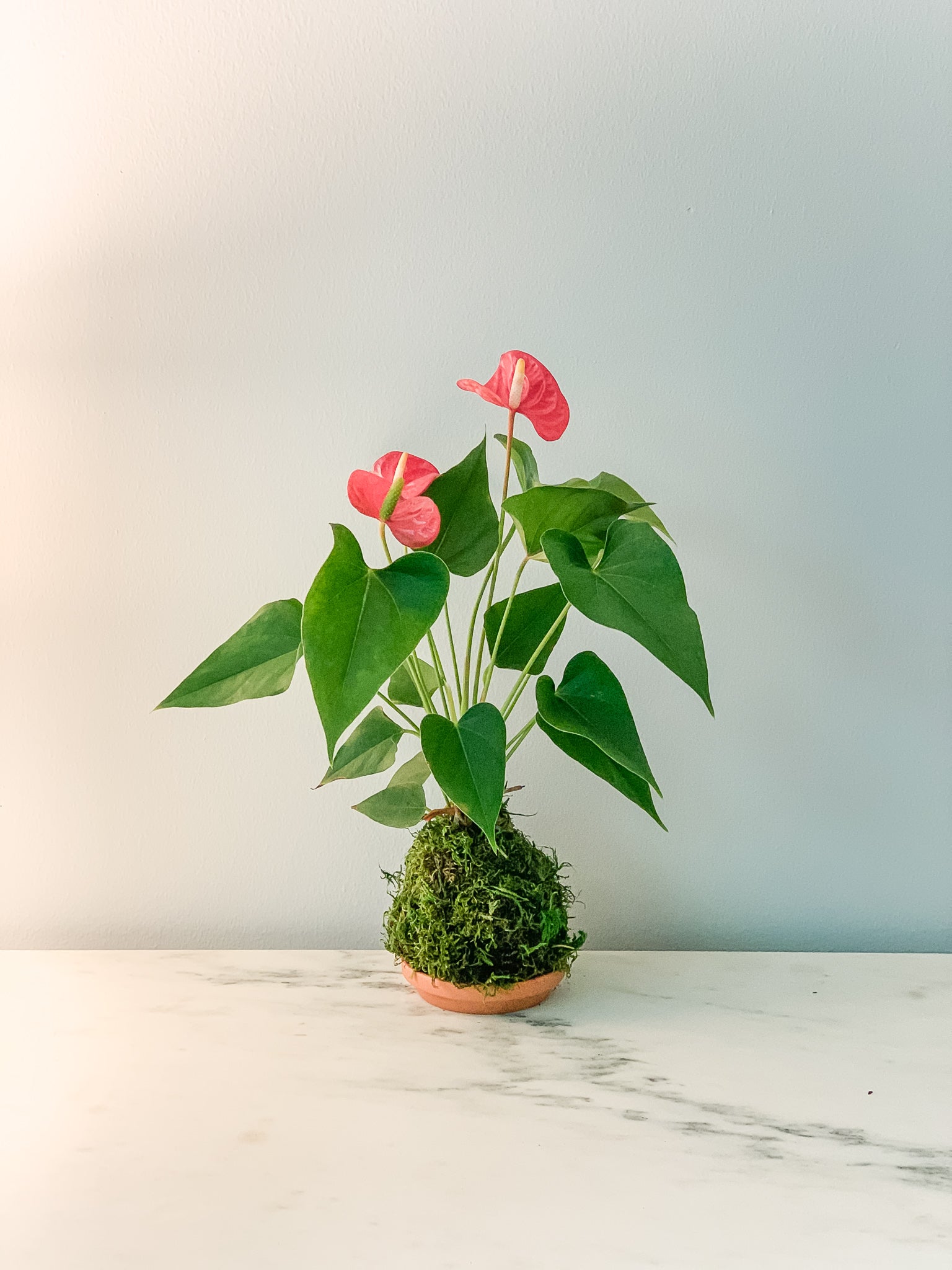 Red Anthurium Kokedama