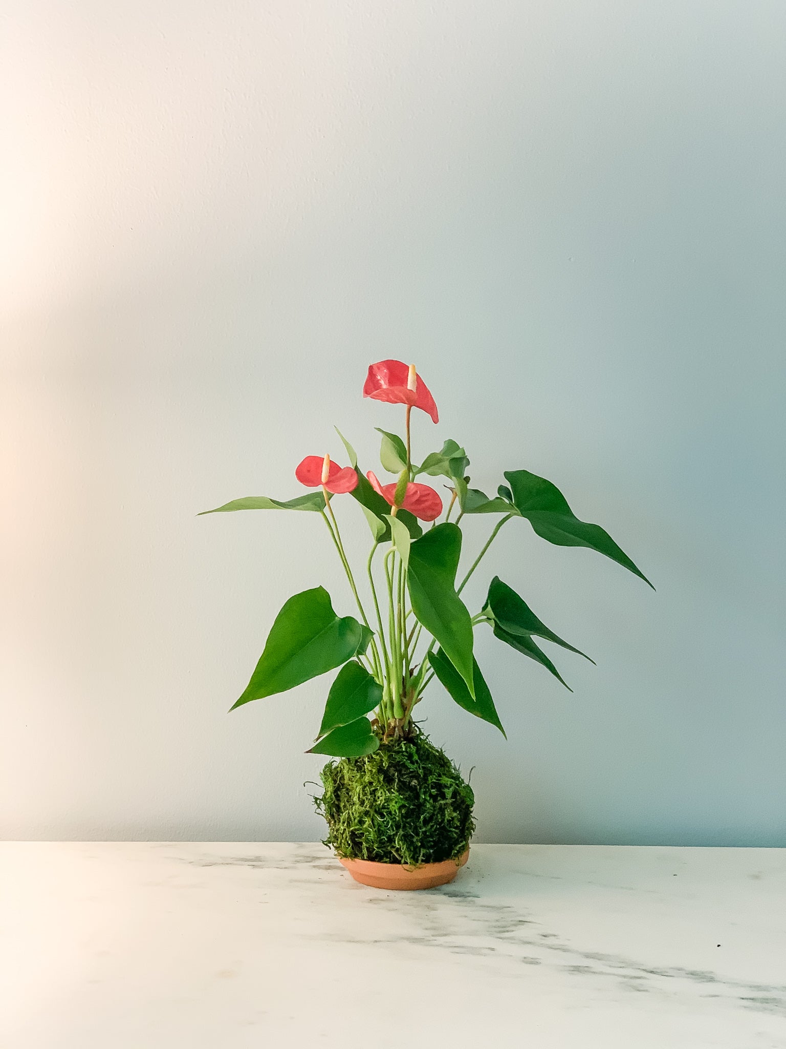 Red Anthurium Kokedama