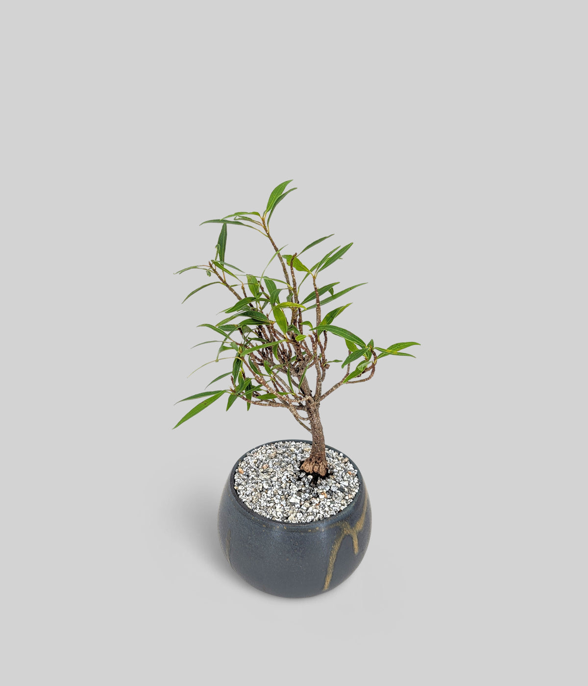 willow leaf fig bonsai with long narrow leaves in a black pot for bright indoor spaces