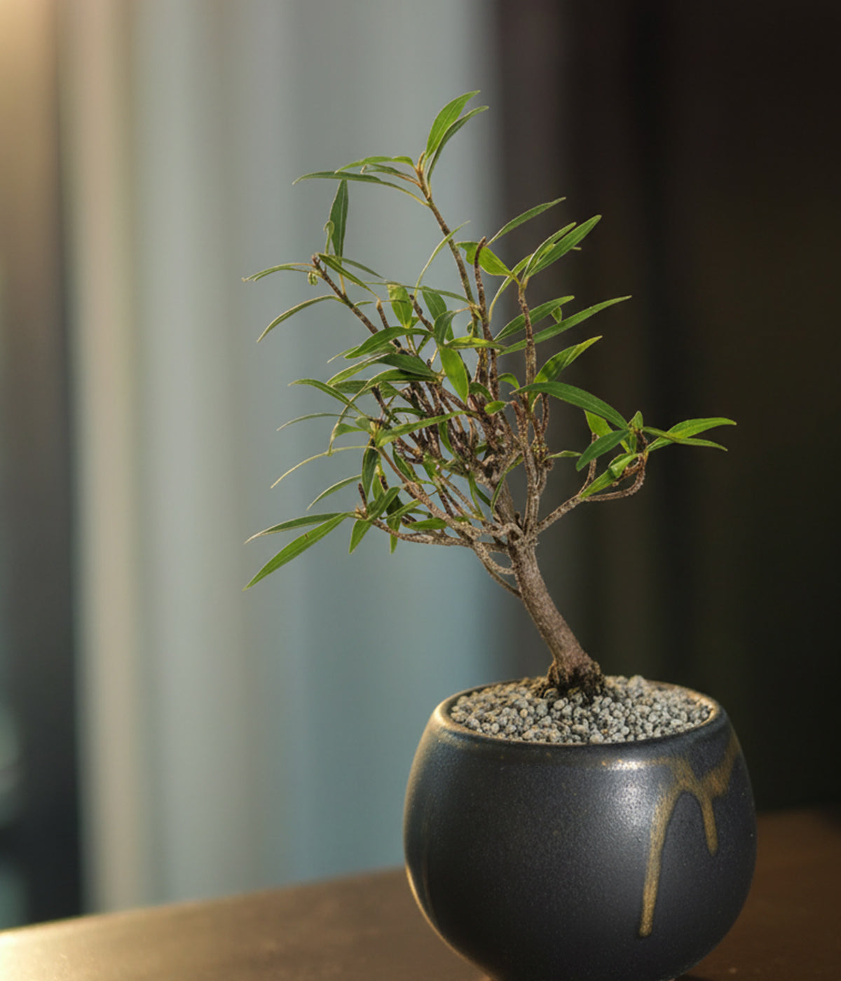 fig bonsai tree with airy fan-shaped canopy ideal for windowsills and shelves